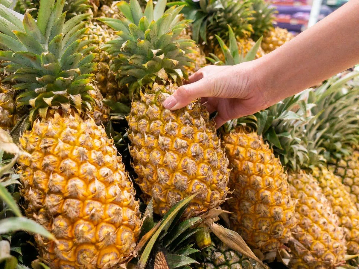 Testing the Pineapple's Firmness