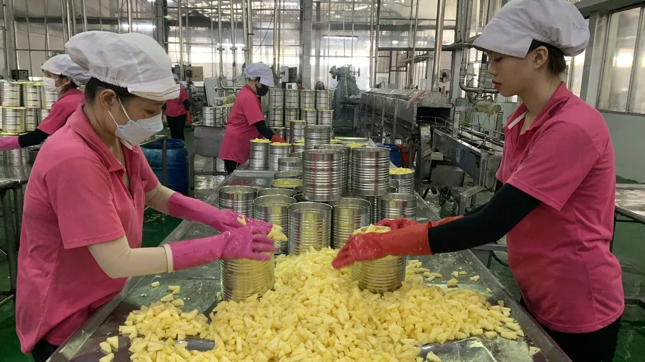 Quality Control in Commercial Pineapple Canning