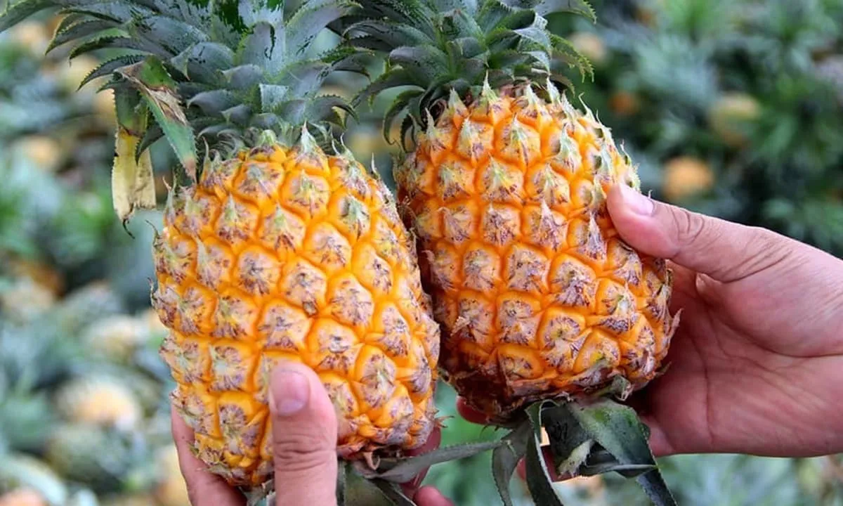 Choose a ripe pineapple before cutting