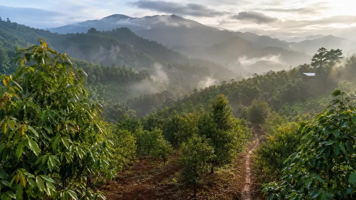 Cinnamon growing in Vietnam’s misty uplands