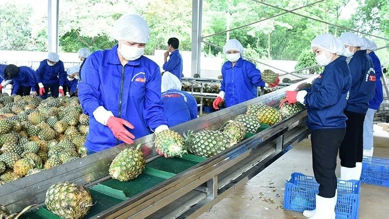 Vietnam Expands Pineapple Export Opportunities: Strategic Plan to Reach Billion-Dollar Milestone