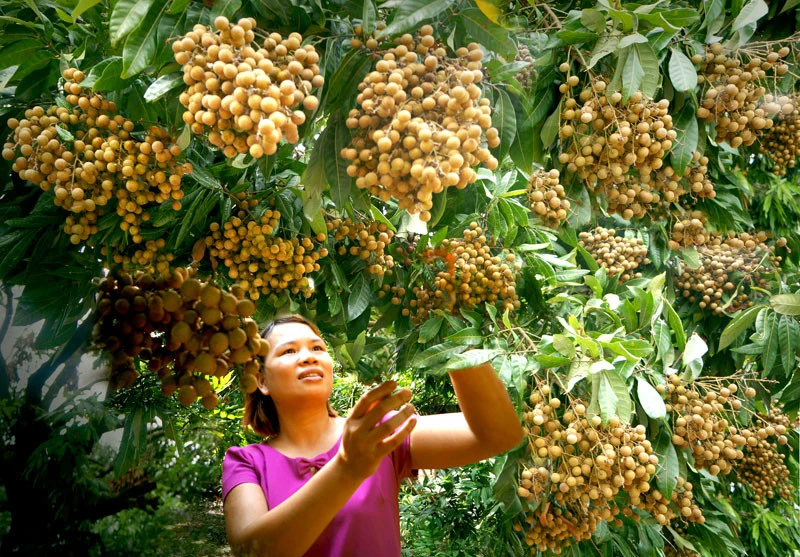 Typhoon Wipha Approaches Vietnam: TMICORP Steps Up to Secure Global Supply Amid Storm Disruptions