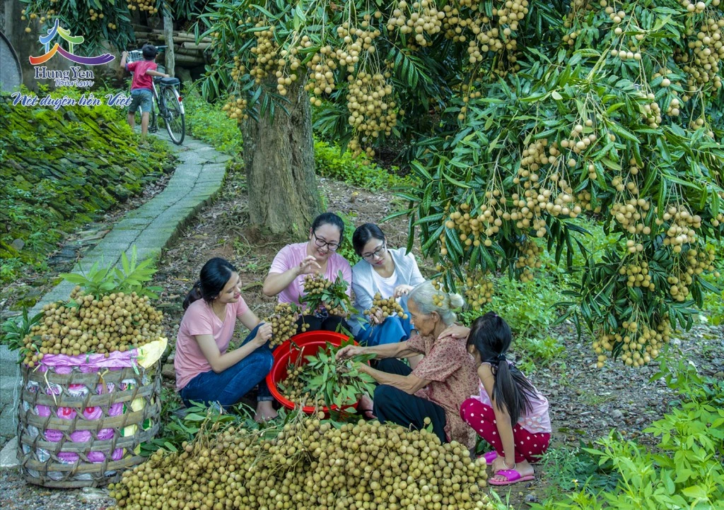 Forecast Longan Season in Vietnam: 2025 Outlook for Canned Longan Exports