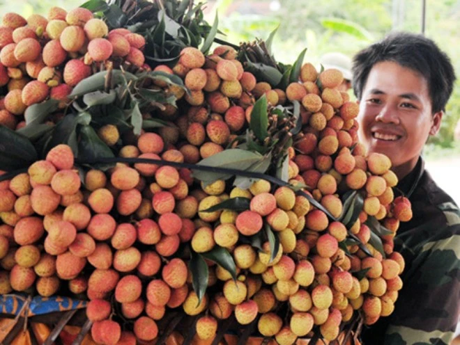 Vietnamese Lychee Strives to Conquer the U.S. Market