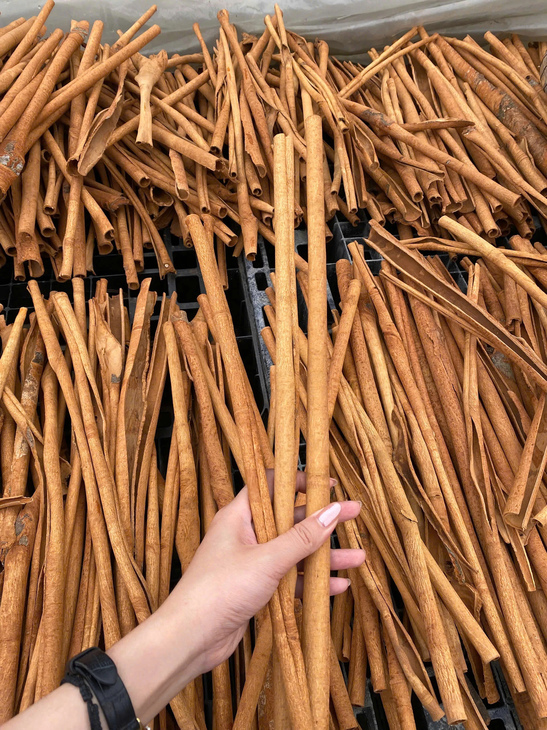 CINNAMON STICKS