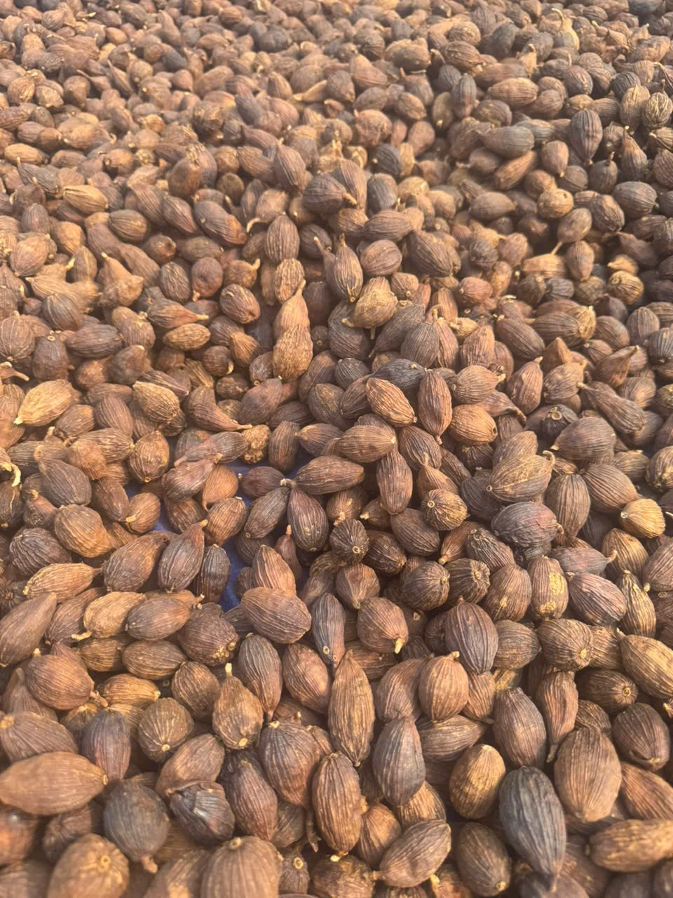 BLACK CARDAMOM